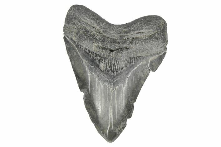 Fossil Megalodon Tooth - South Carolina #170393